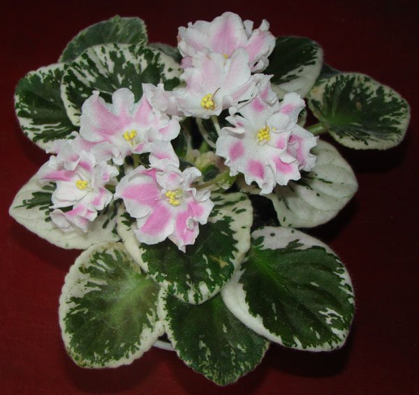 pink sensation 3.jpg