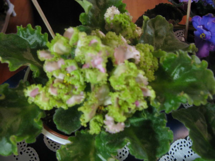 Resize of 03102009 023.jpg