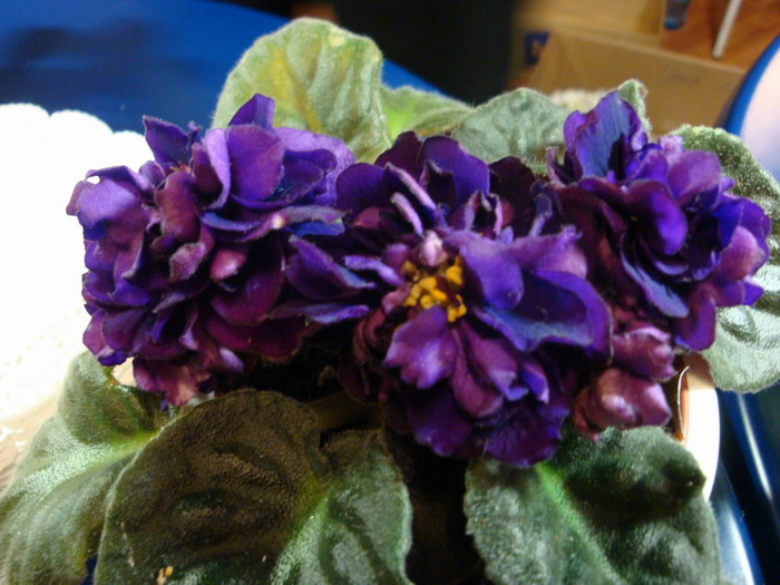 Resize of DSC06847.JPG