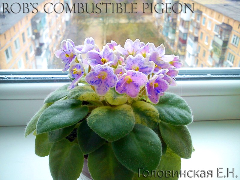 Rob's Combustible Pigeon 2.jpg