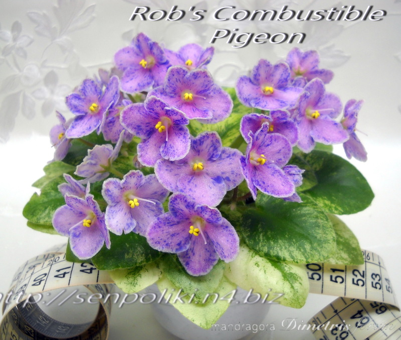 Rob's Combustible Pigeon 5.jpg