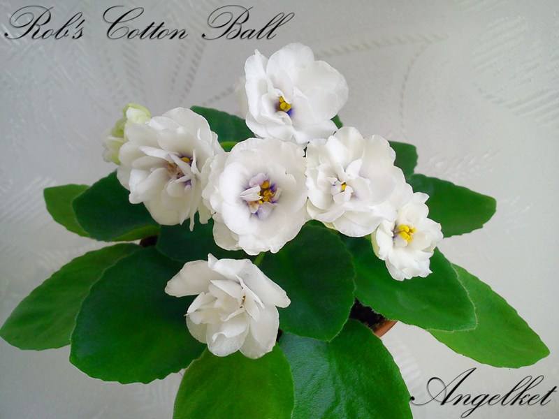 Rob's Cotton Ball.jpg