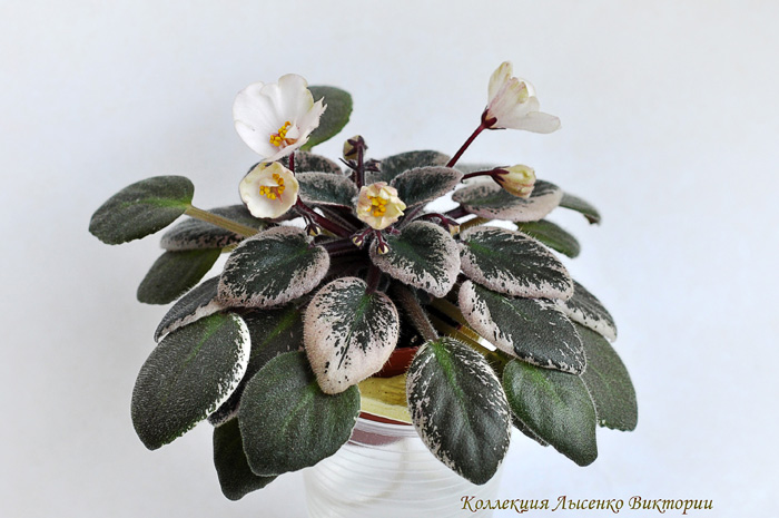 Rob's Dandy Lion.....jpg