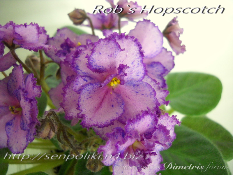 Rob’s Hopscotch 3.jpg