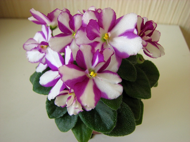 Rob's Kid Weezy5.JPG