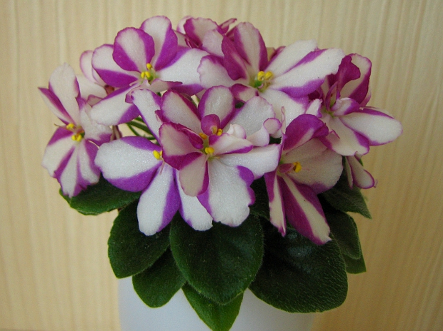 Rob's Kid Weezy7.JPG