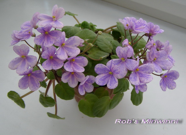 Rob's Miriwinni_1.jpg