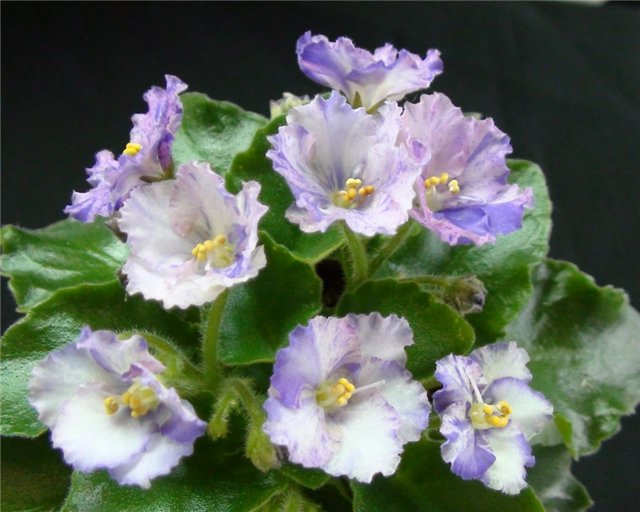 Rob's Smarty Pants.а.JPG