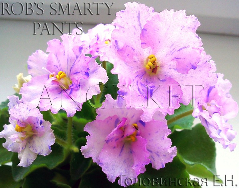 Rob's Smarty Pants .jpg