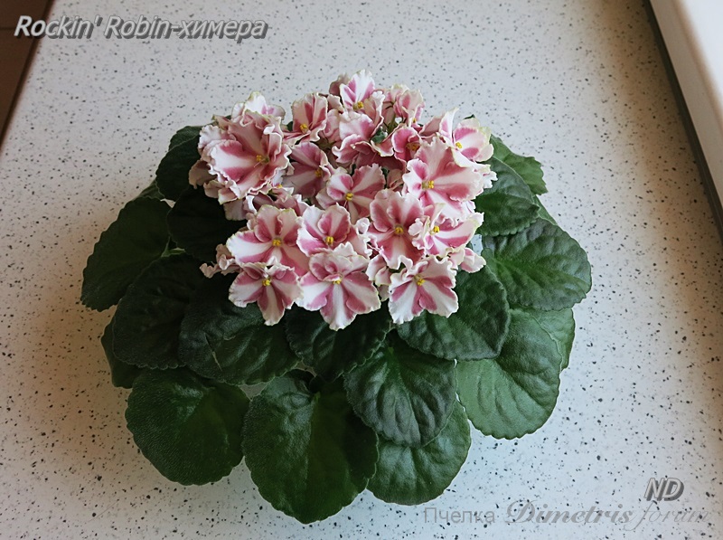 Rockin' Robin-химера2.JPG