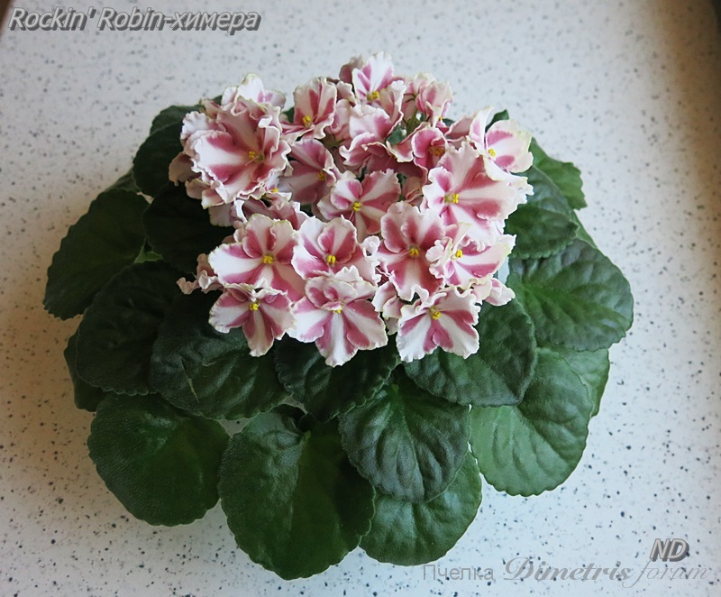 Rockin' Robin-химера3.JPG