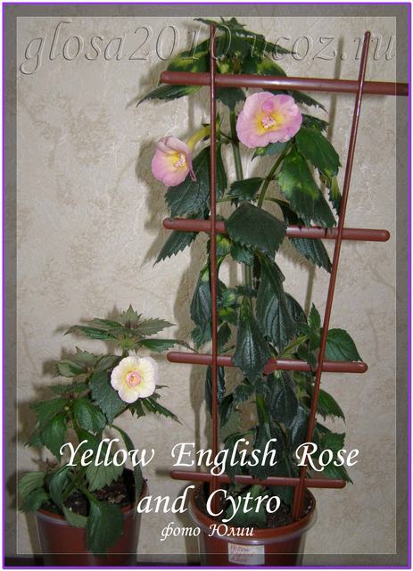 Rose_Cytro_2.jpg
