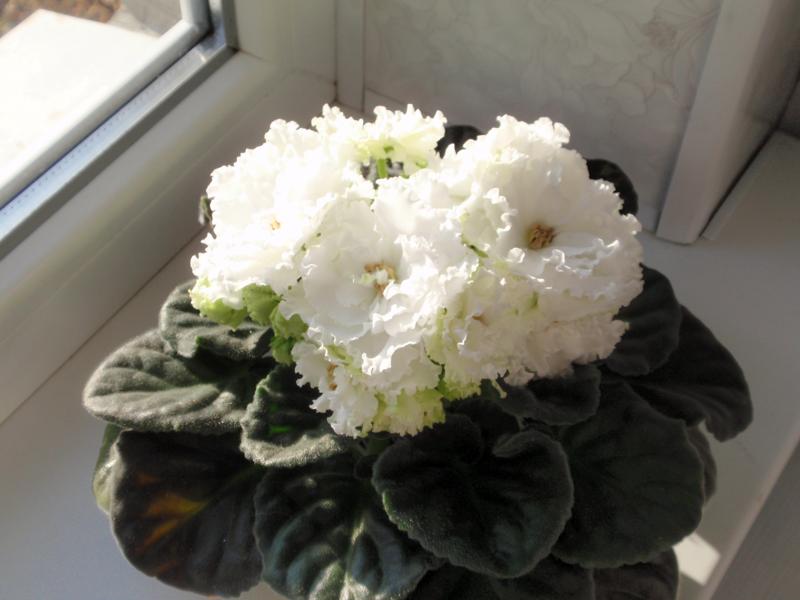 RS РС-Аристократка.JPG