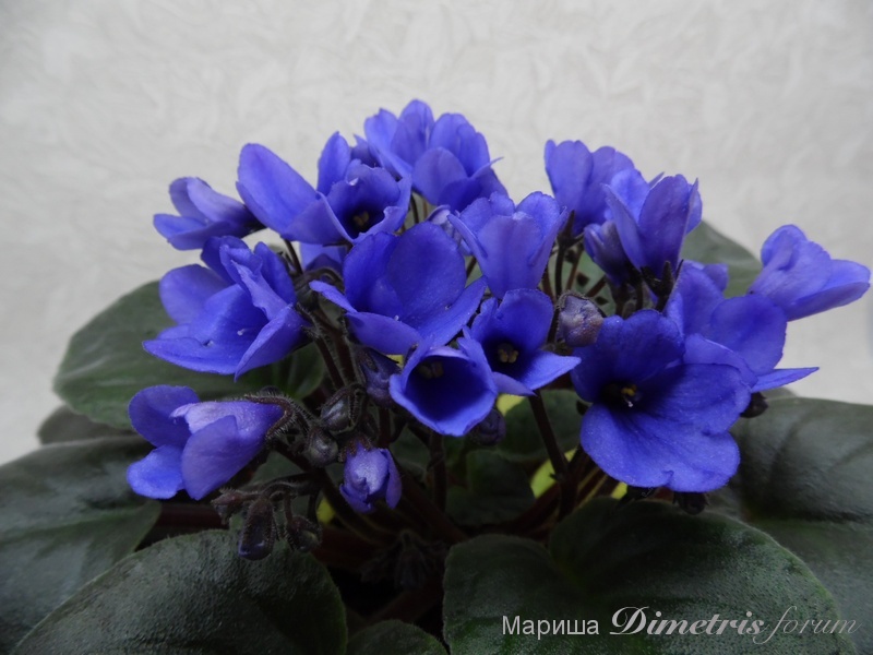 SAM_1226 Optimara Annabelle.jpg