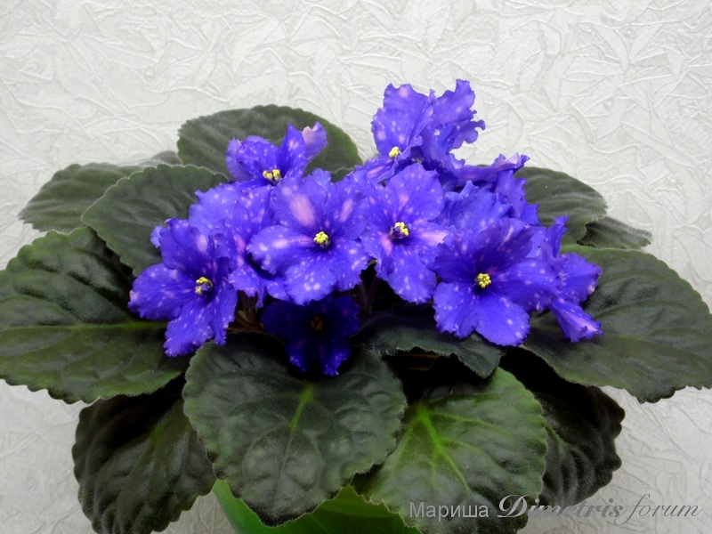 SAM_1233 ЛиК-Лунный сад.jpg