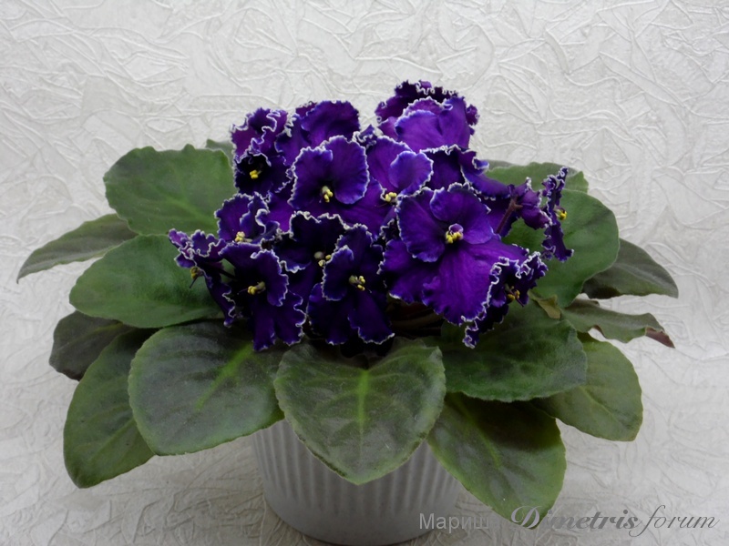 SAM_1265 Rodeo Roper (Munk).jpg