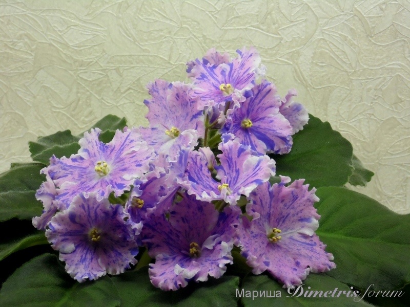 SAM_1284 Прошка.jpg