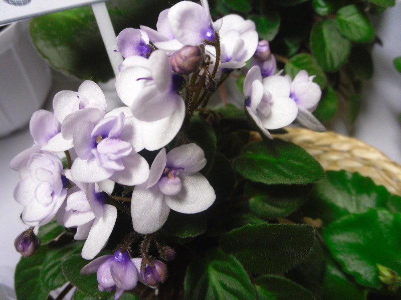 SAM_2602.JPG
