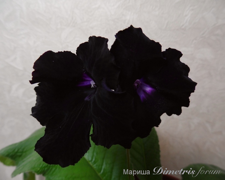 SAM_2803 DS-Черная Магия.jpg