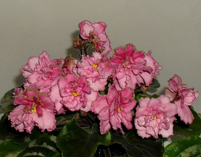 SDC16397.jpg