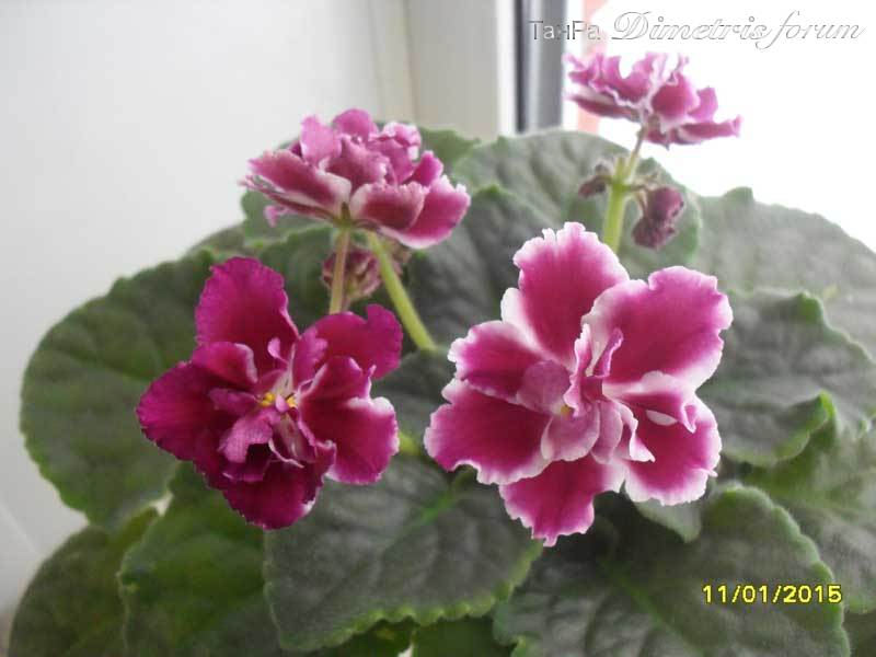 SDC17188.jpg