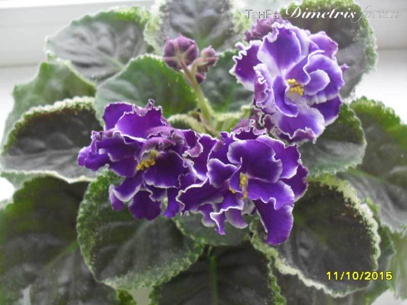 SDC18668.jpg