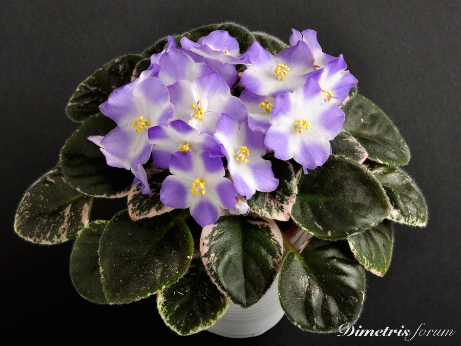 Shirl's-Hawaiian-Lei.jpg