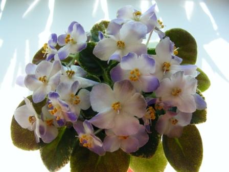 Shirl`s Hawaiian Lei.JPG