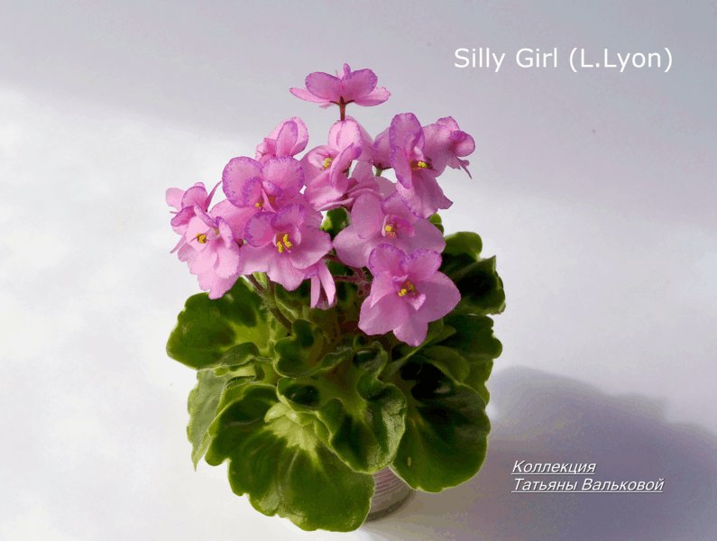 Silly Girl (L.Lyon)_795x600.gif