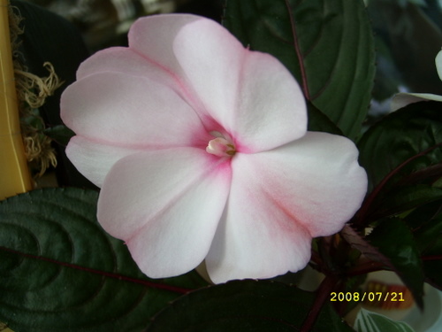 SL270171.JPG