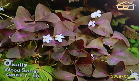 SL270198.JPG