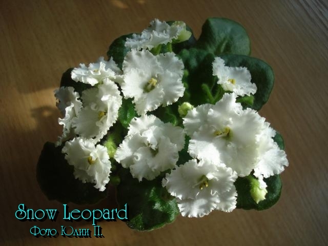 Snow Leopard (Lyon’s)3.jpg