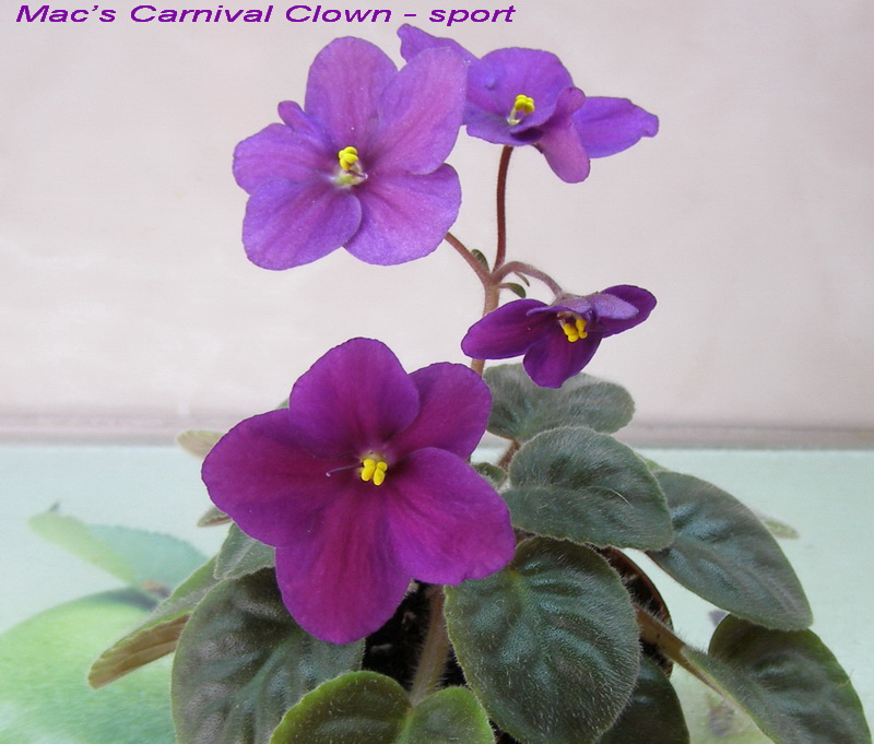 SPORT _ Mac’s Carnival Clown.jpg