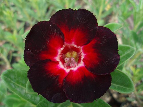 Star of Black Night.jpg