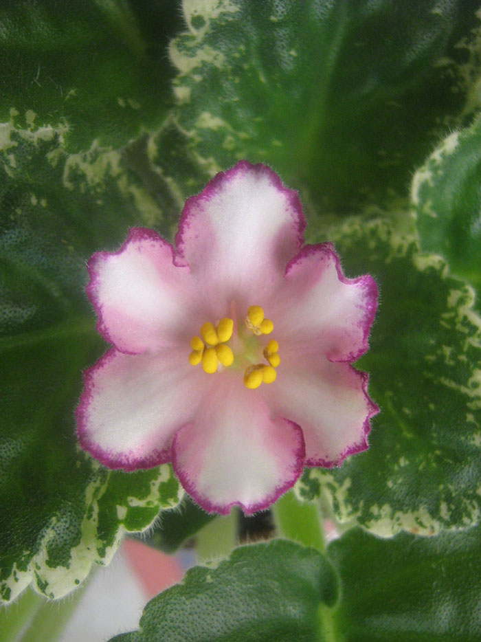 Strawberry-Spinner.jpg