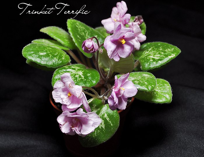 Trinket Terrific.jpg