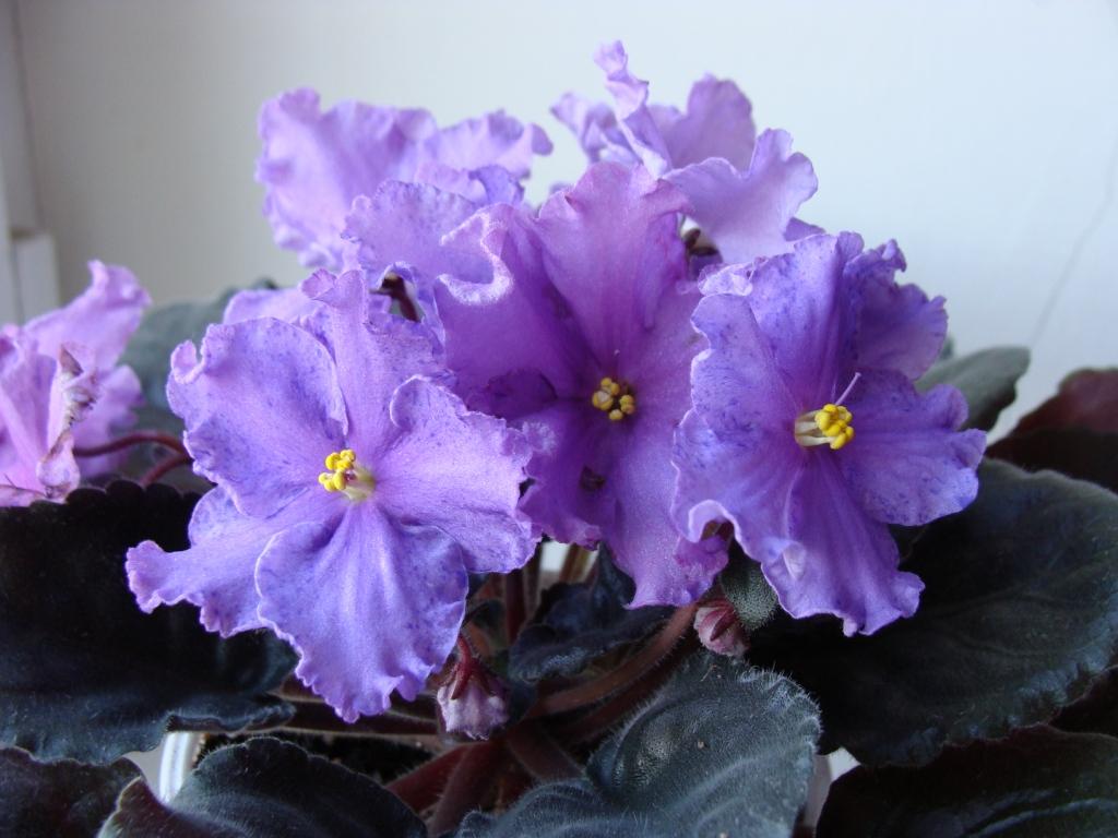 Twilight Fantasy2.JPG