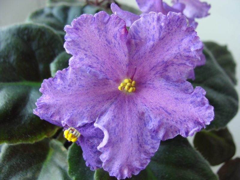 Twilight Fantasy- Fredette.jpg