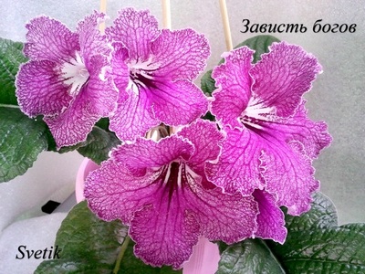 Зависть богов1.jpg