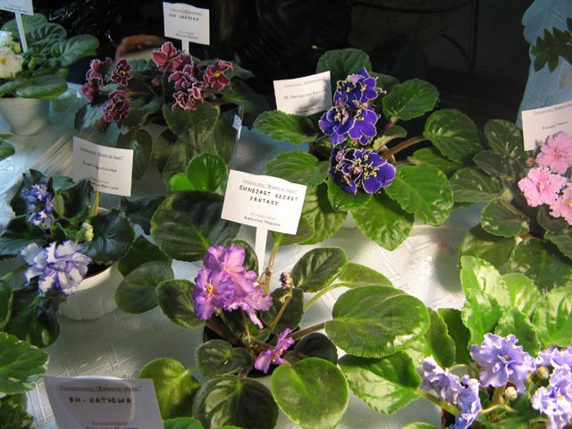 Vyst-10-010.jpg
