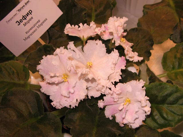 Vyst-10_3-017.jpg