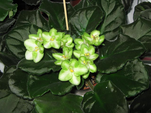 vyst-7-168.jpg