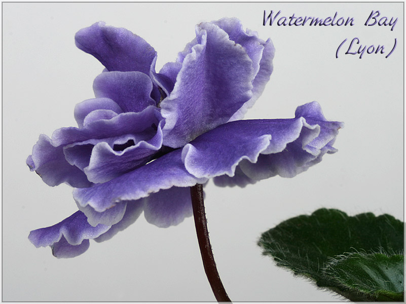 Watermelon Bay (Lyon).jpg