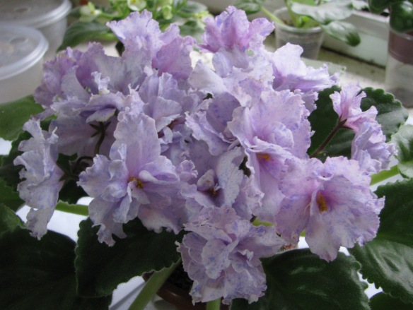 YeK-Fantasticheskiy Son.JPG