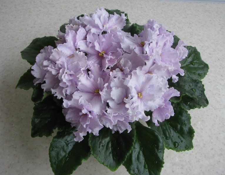 YeK-Fantasticheskiy Son (3).JPG